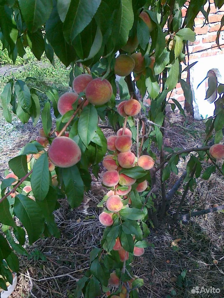 Персик Флеминг Фьюри на дереве